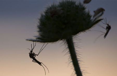 Picture for category Hyönteisenpistot