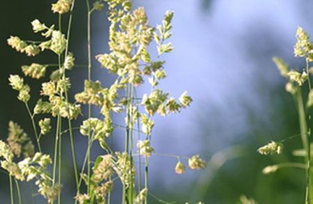 Picture for category Heinänuha