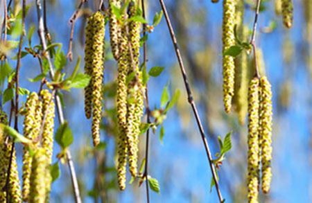 Picture for category Siite-/pölyallergia