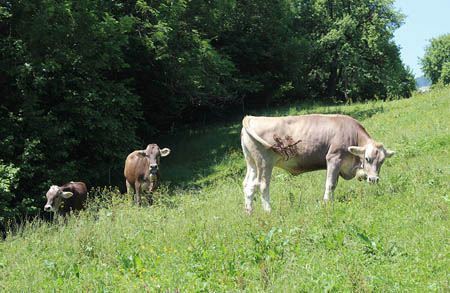 Picture for category AlpenMolke™